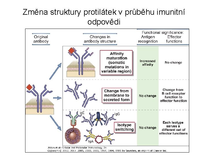 Změna struktury protilátek v průběhu imunitní odpovědi 