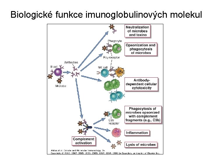 Biologické funkce imunoglobulinových molekul 