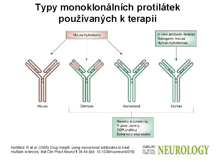 Typy monoklonálních protilátek používaných k terapii Hohlfeld R et al. (2005) Drug Insight: using