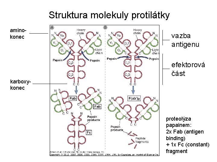 Struktura molekuly protilátky amino- konec vazba antigenu efektorová část karboxy- konec proteolýza papainem: 2