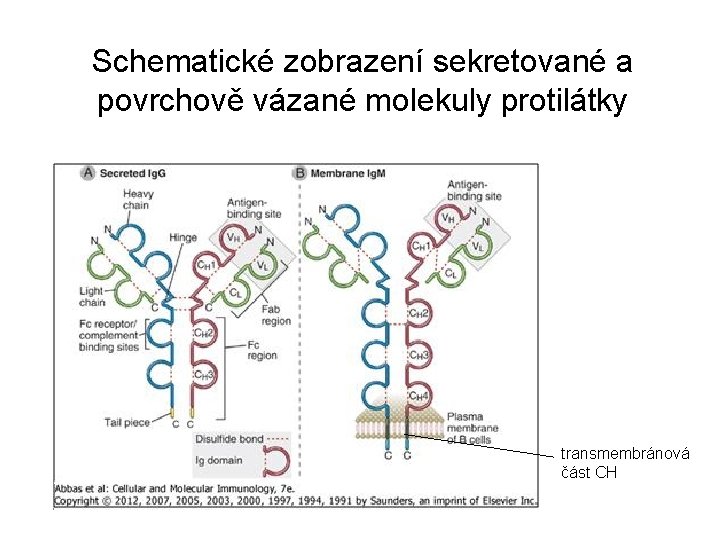 Schematické zobrazení sekretované a povrchově vázané molekuly protilátky transmembránová část CH 