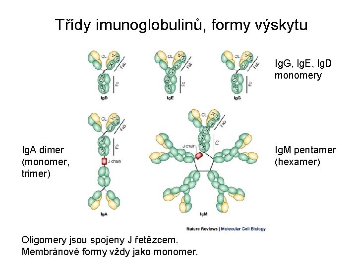 Třídy imunoglobulinů, formy výskytu Ig. G, Ig. E, Ig. D monomery Ig. A dimer