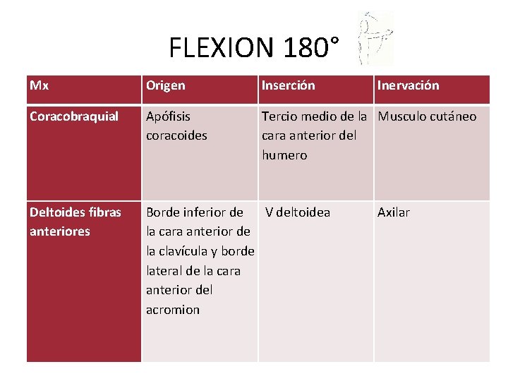 FLEXION 180° Mx Origen Inserción Inervación Coracobraquial Apófisis coracoides Tercio medio de la Musculo