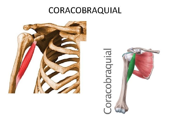 CORACOBRAQUIAL 