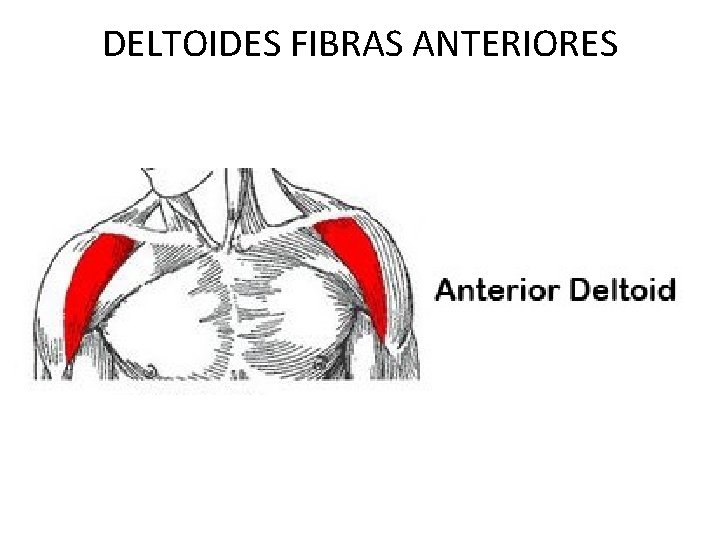 DELTOIDES FIBRAS ANTERIORES 