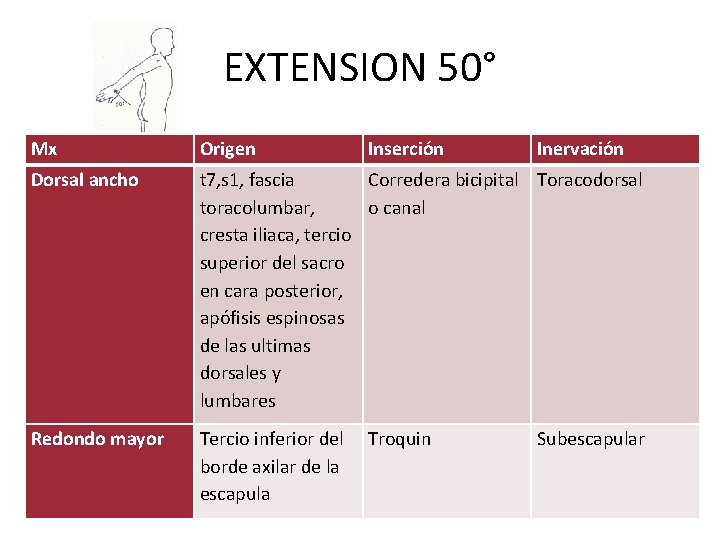 EXTENSION 50° Mx Origen Inserción Inervación Dorsal ancho t 7, s 1, fascia Corredera