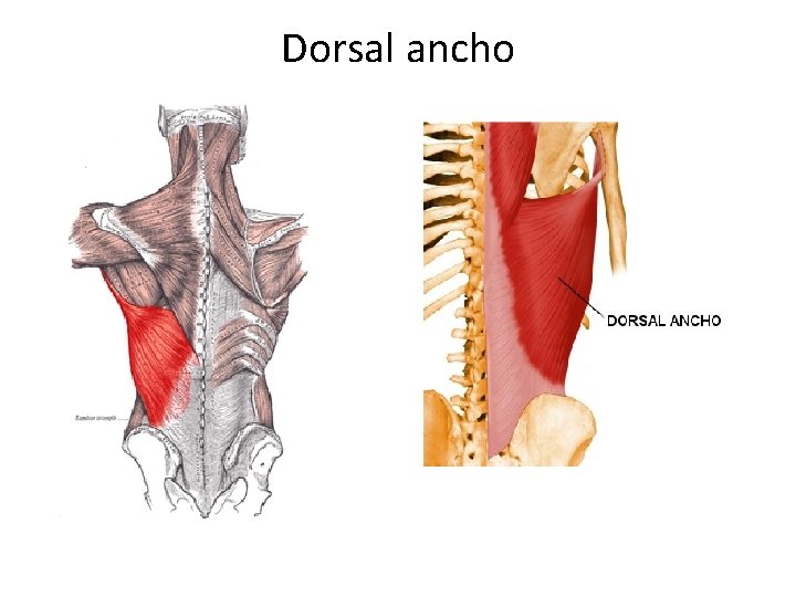 Dorsal ancho 