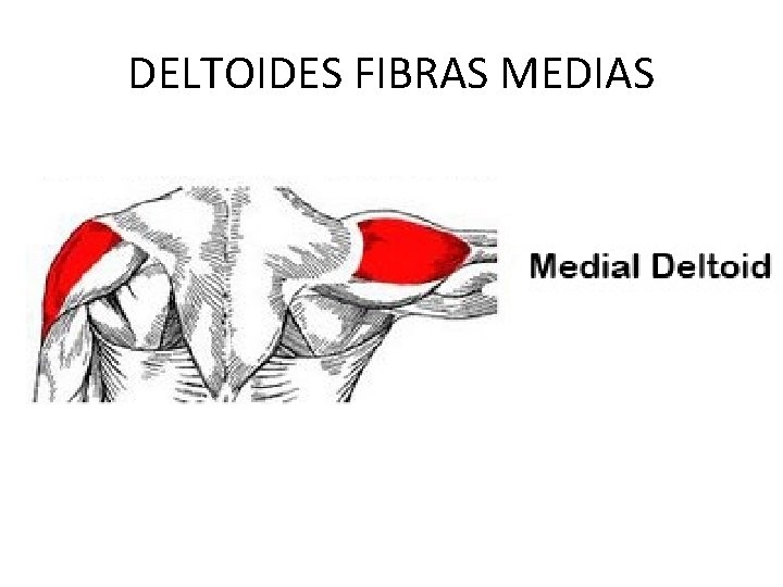 DELTOIDES FIBRAS MEDIAS 