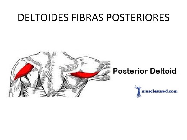 DELTOIDES FIBRAS POSTERIORES 