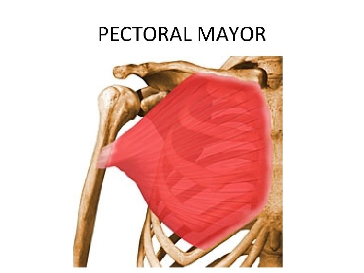 PECTORAL MAYOR 