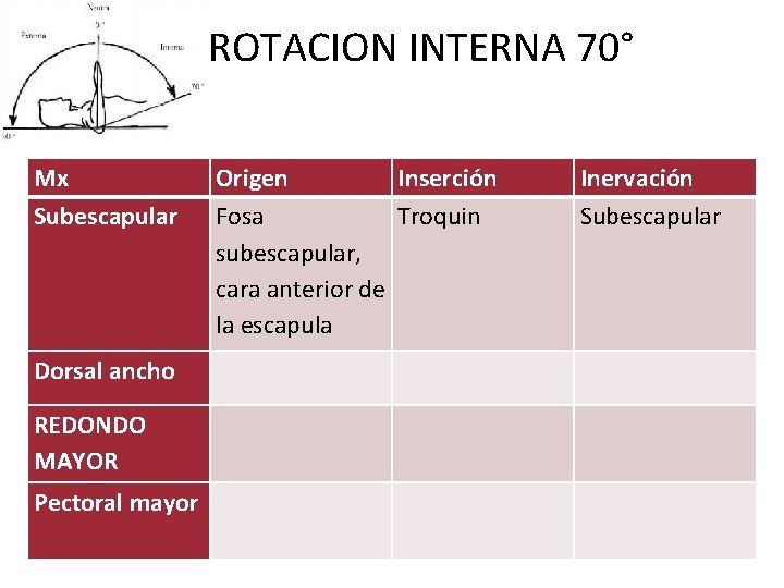  ROTACION INTERNA 70° Mx Subescapular Origen Inserción Fosa Troquin subescapular, cara anterior de