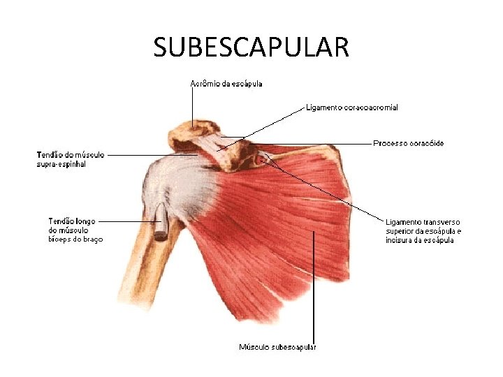 SUBESCAPULAR 