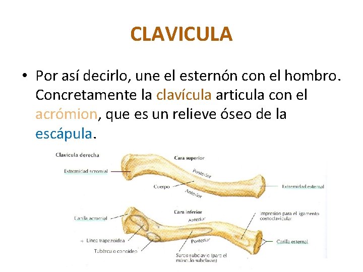 CLAVICULA • Por así decirlo, une el esternón con el hombro. Concretamente la clavícula