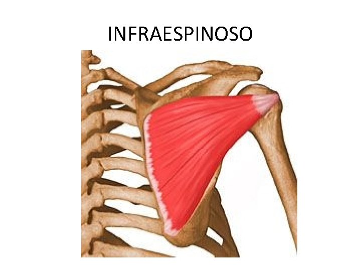 INFRAESPINOSO 