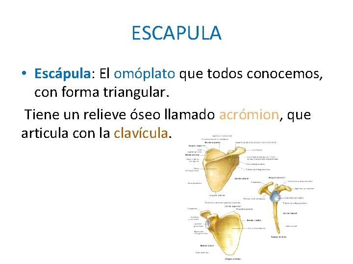ESCAPULA • Escápula: El omóplato que todos conocemos, con forma triangular. Tiene un relieve