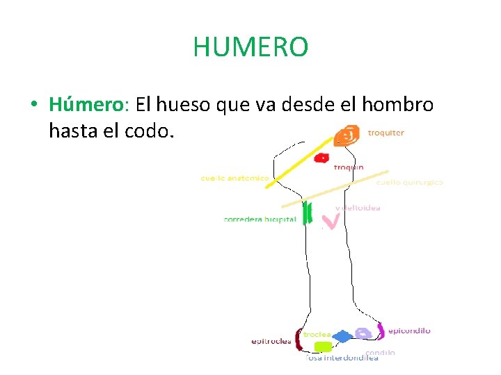 HUMERO • Húmero: El hueso que va desde el hombro hasta el codo. 