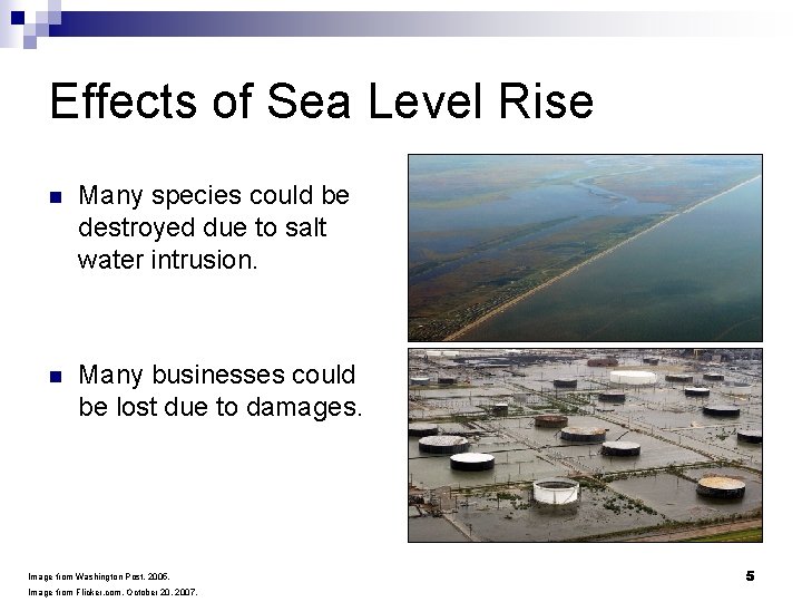 Effects of Sea Level Rise n Many species could be destroyed due to salt