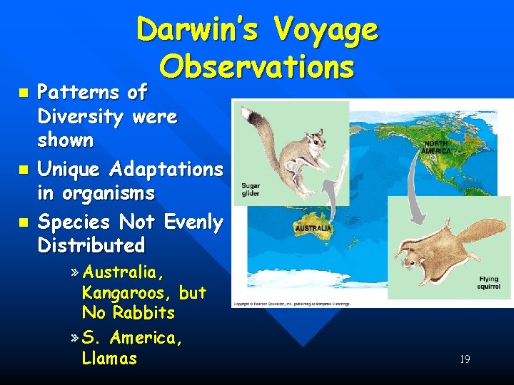 n n n Darwin’s Voyage Observations Patterns of Diversity were shown Unique Adaptations in