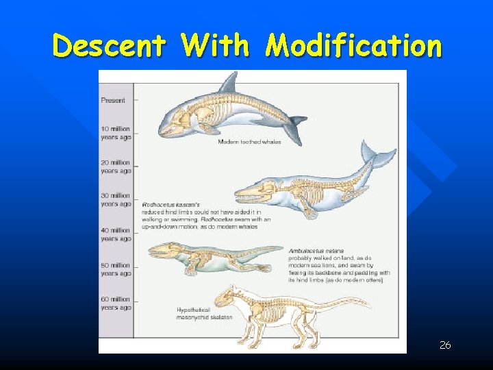 Descent With Modification 26 