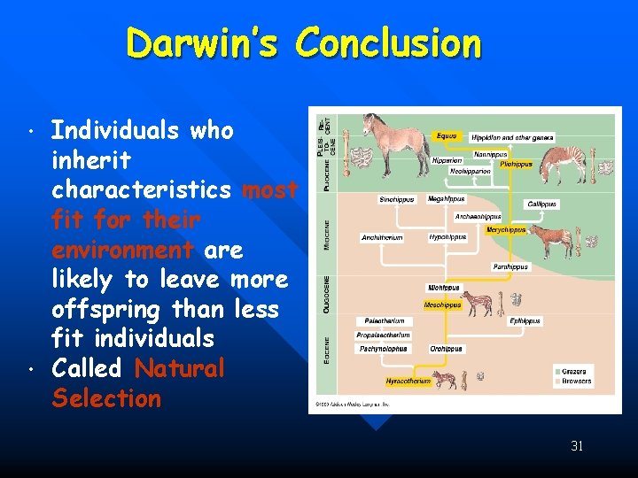 Darwin’s Conclusion • • Individuals who inherit characteristics most fit for their environment are