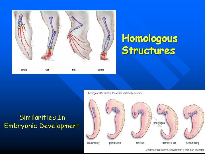 Homologous Structures Similarities In Embryonic Development 39 