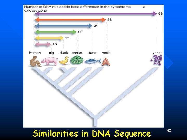 Similarities in DNA Sequence 40 