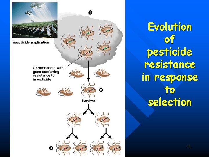 Evolution of pesticide resistance in response to selection 41 