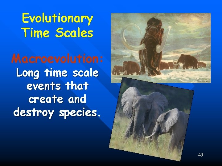 Evolutionary Time Scales Macroevolution: Long time scale events that create and destroy species. 43