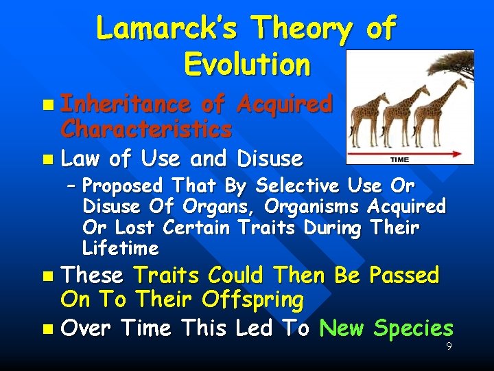 Lamarck’s Theory of Evolution n Inheritance of Acquired Characteristics n Law of Use and