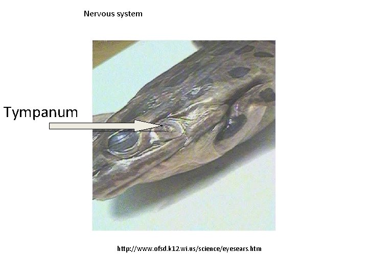 Nervous system Tympanum http: //www. ofsd. k 12. wi. us/science/eyesears. htm 