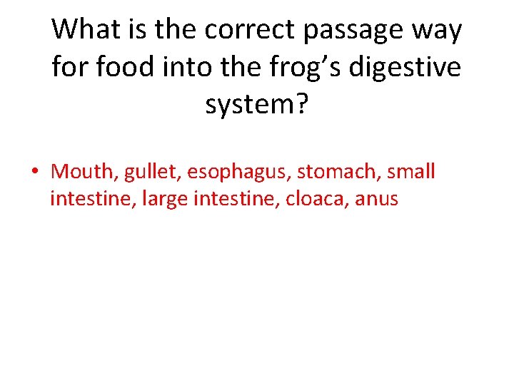 What is the correct passage way for food into the frog’s digestive system? •