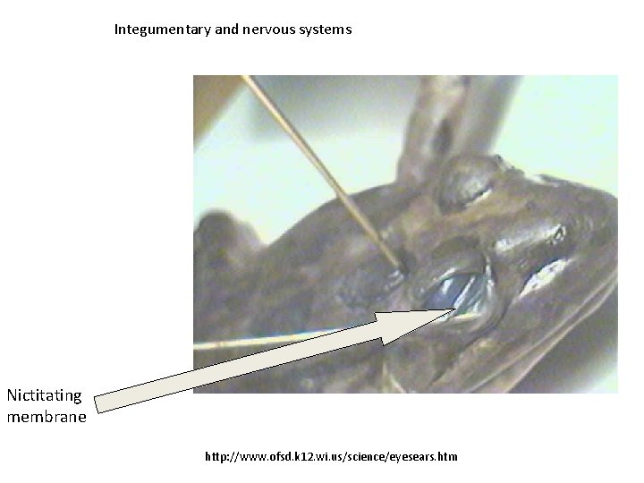 Integumentary and nervous systems Nictitating membrane http: //www. ofsd. k 12. wi. us/science/eyesears. htm