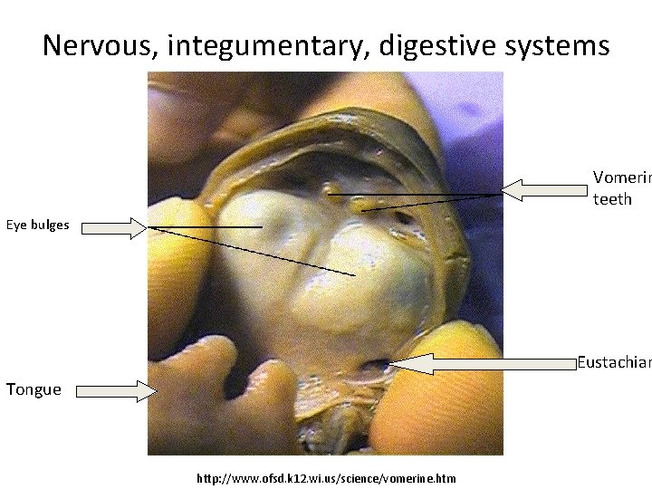 Nervous, integumentary, digestive systems Vomerin teeth Eye bulges Eustachian Tongue http: //www. ofsd. k
