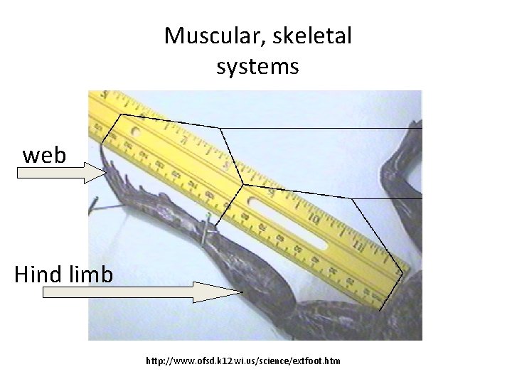 Muscular, skeletal systems web Hind limb http: //www. ofsd. k 12. wi. us/science/extfoot. htm