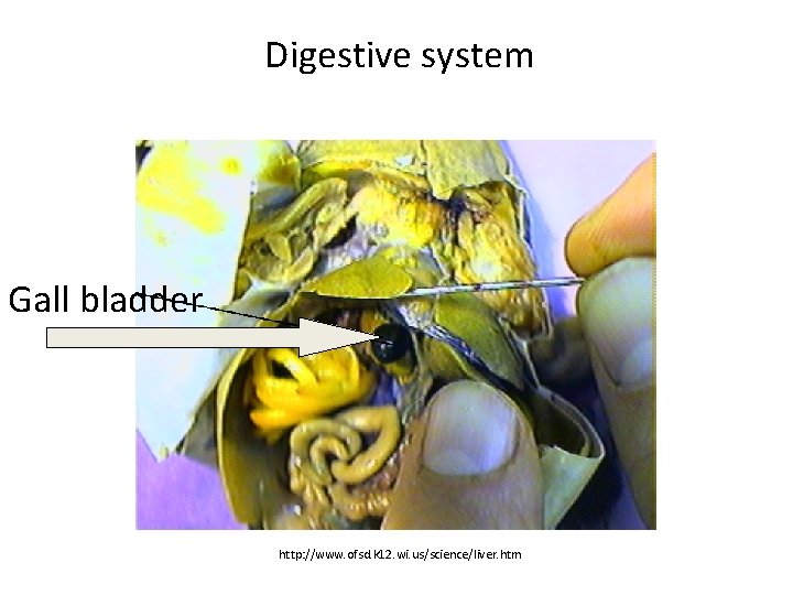 Digestive system Gall bladder http: //www. ofsd. k 12. wi. us/science/liver. htm 