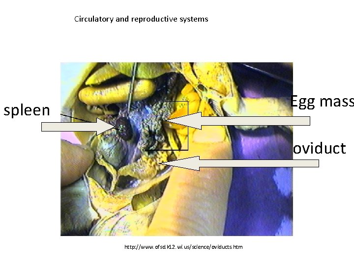 Circulatory and reproductive systems Egg mass spleen oviduct http: //www. ofsd. k 12. wi.
