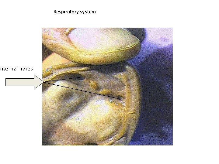 Internal nares Respiratory system 