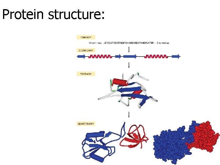 Protein structure: 
