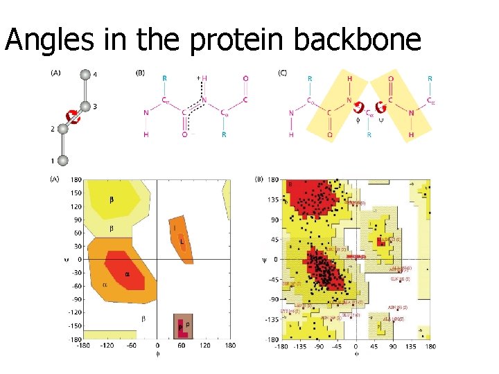 Angles in the protein backbone 