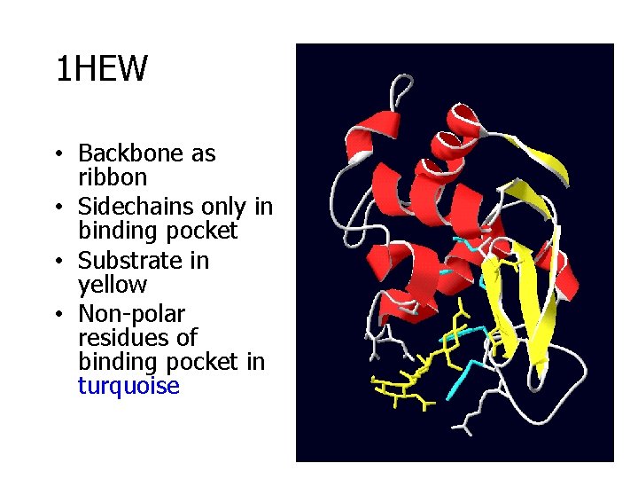 1 HEW • Backbone as ribbon • Sidechains only in binding pocket • Substrate