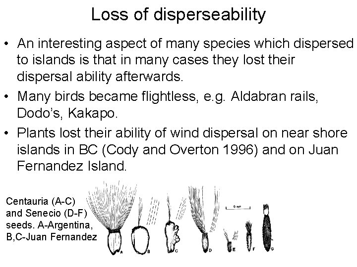 Loss of disperseability • An interesting aspect of many species which dispersed to islands