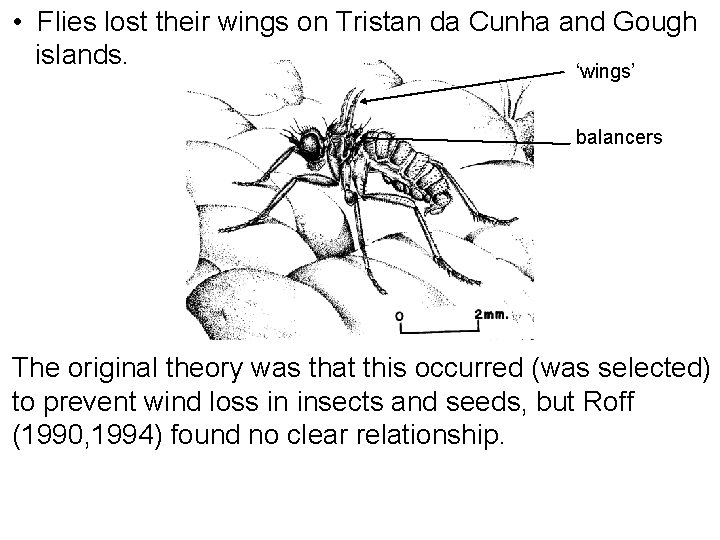  • Flies lost their wings on Tristan da Cunha and Gough islands. ‘wings’