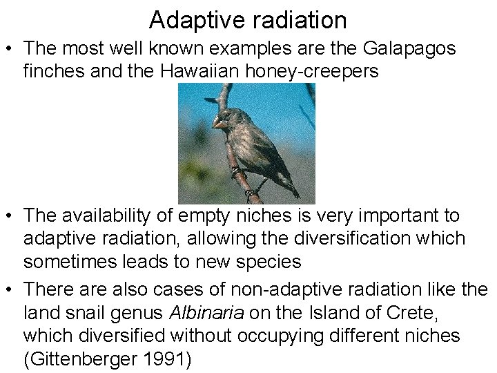 Adaptive radiation • The most well known examples are the Galapagos finches and the