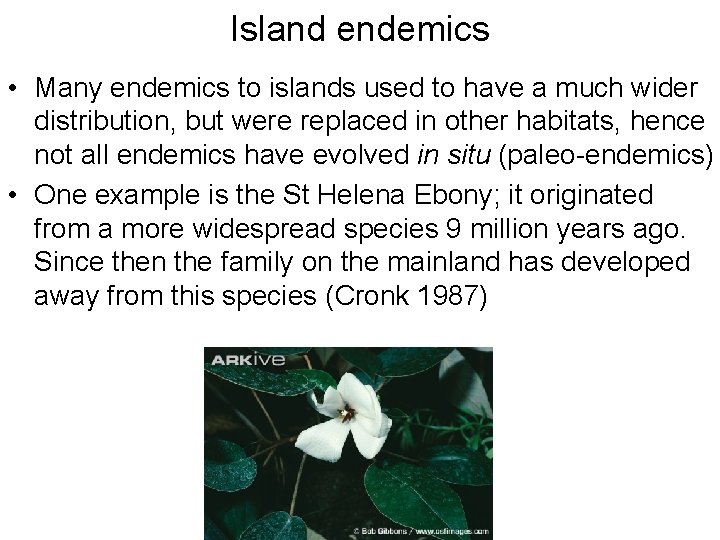 Island endemics • Many endemics to islands used to have a much wider distribution,