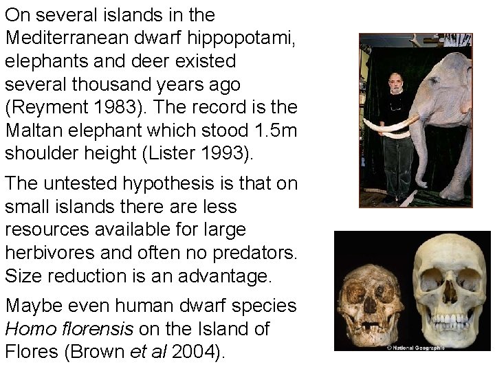 On several islands in the Mediterranean dwarf hippopotami, elephants and deer existed several thousand