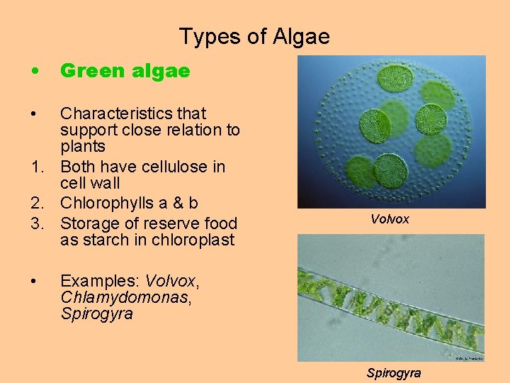 Types of Algae • Green algae • Characteristics that support close relation to plants