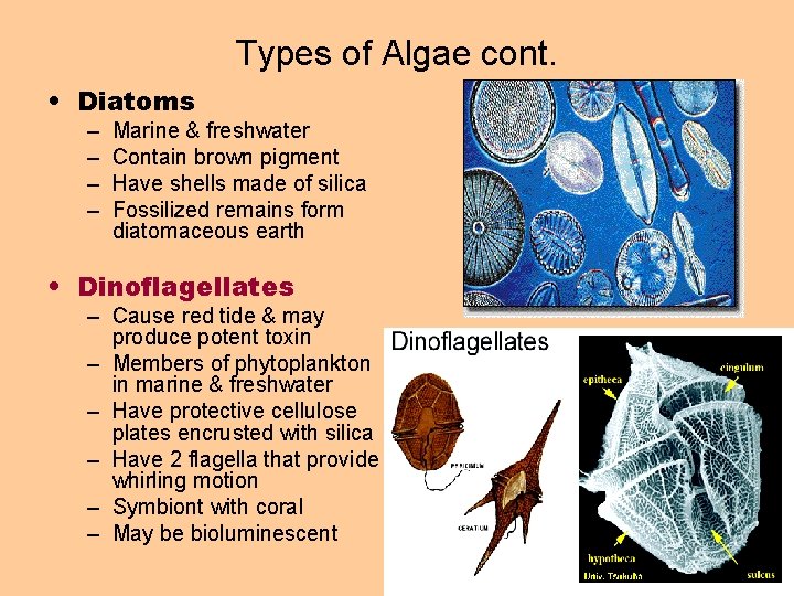 Types of Algae cont. • Diatoms – – Marine & freshwater Contain brown pigment