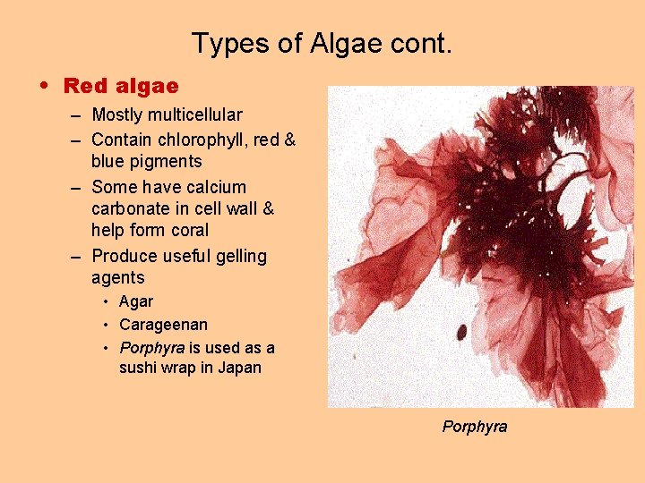 Types of Algae cont. • Red algae – Mostly multicellular – Contain chlorophyll, red