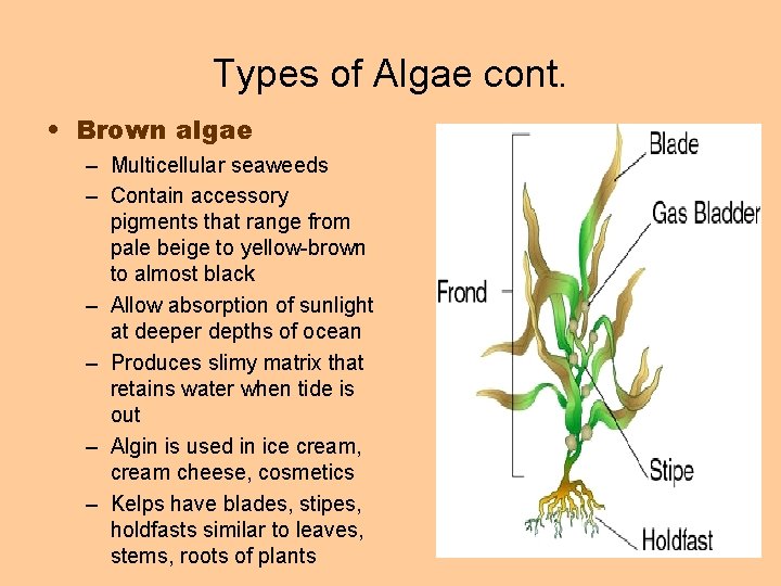 Types of Algae cont. • Brown algae – Multicellular seaweeds – Contain accessory pigments