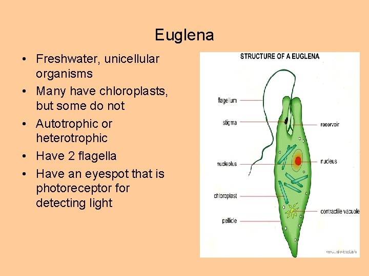 Euglena • Freshwater, unicellular organisms • Many have chloroplasts, but some do not •